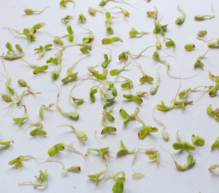 microgreen on a white background on white background. Healthly foodの写真素材