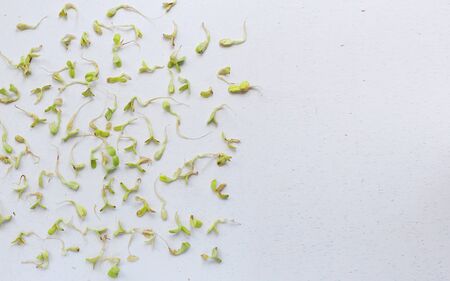 microgreen on a white background on white background. Healthly foodの写真素材