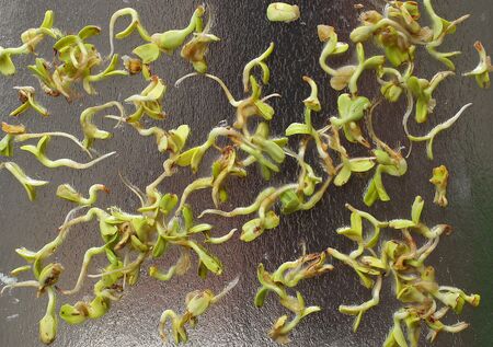 microgreen on a white background on brilliant background. Healthly foodの写真素材