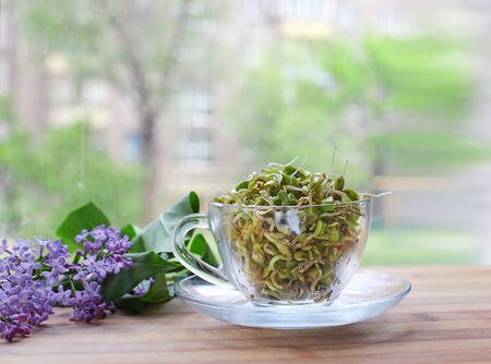 microgreen on a white background on wooden background. Healthly foodの写真素材