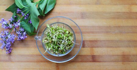microgreen on a white background on wooden background. Healthly foodの写真素材