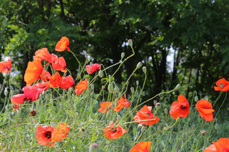 Red poppy flowers against the sky. Shallow depth of field. blue sky. spring backgroundの写真素材