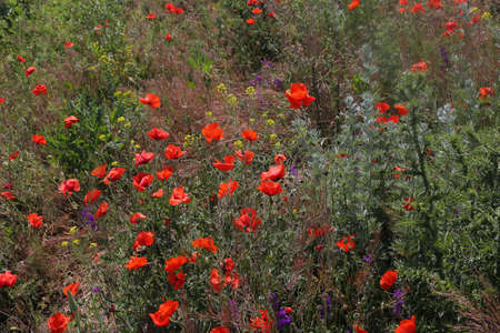 Red poppy flowers against the sky. Shallow depth of field. blue sky. spring backgroundの写真素材