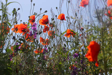 Red poppy flowers against the sky. Shallow depth of field. blue sky. spring backgroundの写真素材