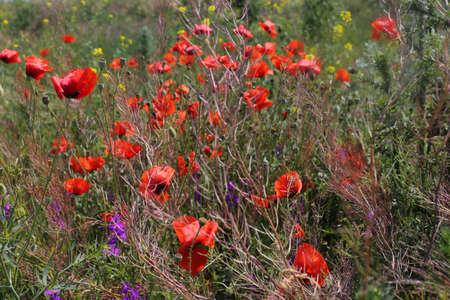 Red poppy flowers against the sky. Shallow depth of field. blue sky. spring backgroundの写真素材