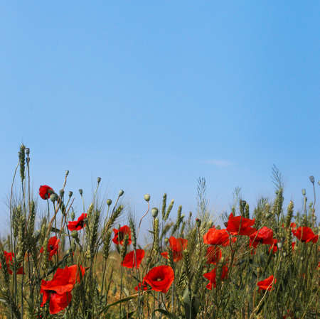 Spring, Field of poppy flowers against the blue sky with clouds. Beautiful landscape long banner. The concept of freshness of morning nature. Spring landscape of wildflowers.の写真素材