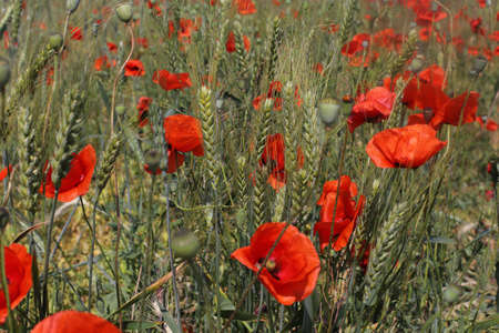 Red poppy flowers against the sky. Shallow depth of field. blue sky. spring backgroundの写真素材