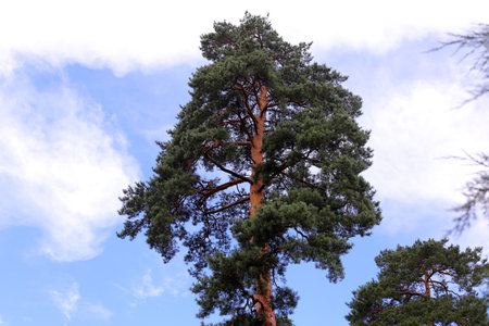 A tall pine tree is standing alone on the top of a hill against a gloomy dramatic sky, on a winter cloudy day at sunset. Silhouette of a pine tree. Visit Sweden.の写真素材