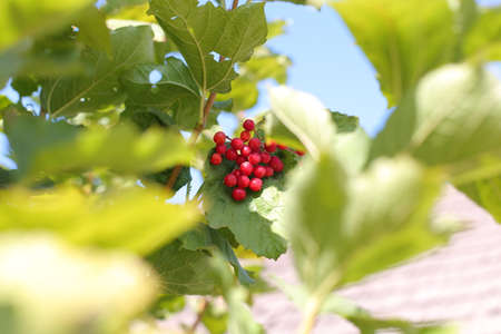 A bunch of red viburnum is photographed on a bush. Viburnum berries are clearly visible.の写真素材