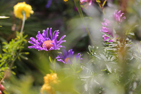 lilac daisy flowers with yellow coreの写真素材