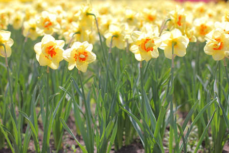 yellow daffodil flowers blooming in the springの写真素材