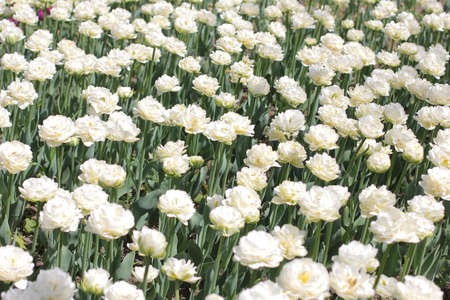 White tulips in the blur background closeup in a bulb field in springtimeの写真素材