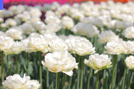 White tulips in the blur background closeup in a bulb field in springtimeの写真素材