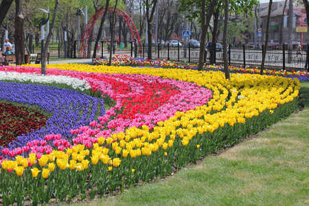 Many colorful tulips and daffodils in tulip park in Ukraineの写真素材