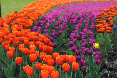 Many colorful tulips and daffodils in tulip park in Mariupol Ukraineの写真素材