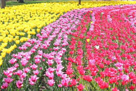 Many colorful tulips and daffodils in tulip park in Mariupol Ukraineの写真素材