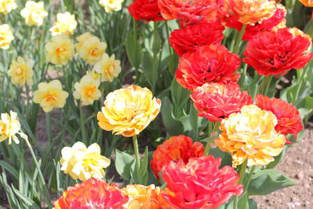 Many colorful tulips and daffodils in tulip park in Mariupol Ukraineの写真素材