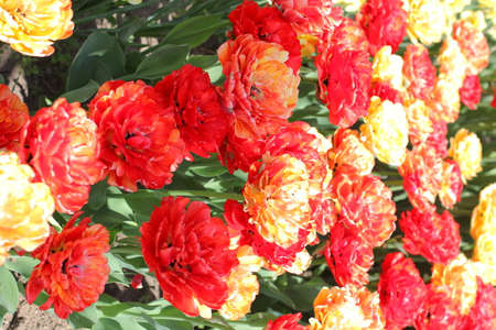 Many colorful tulips and daffodils in tulip park in Mariupol Ukraineの写真素材