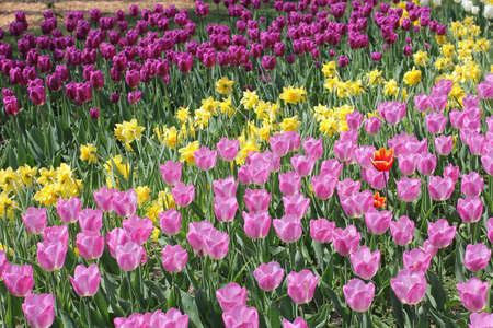 Many colorful tulips and daffodils in tulip park in Mariupol Ukraineの写真素材