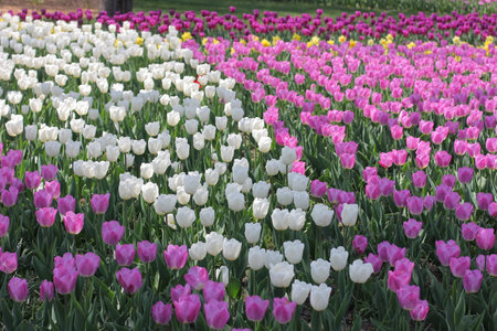 Many colorful tulips and daffodils in tulip park in Mariupol Ukraineの写真素材