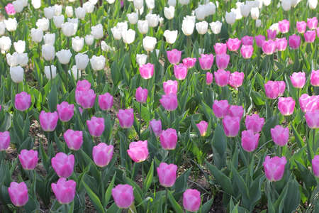 Many colorful tulips and daffodils in tulip park in Mariupol Ukraineの写真素材