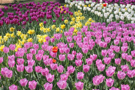 Many colorful tulips and daffodils in tulip park in Mariupol Ukraineの写真素材