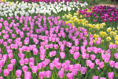 Many colorful tulips and daffodils in tulip park in Mariupol Ukraineの写真素材