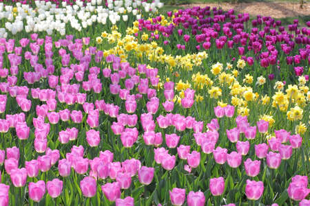 Many colorful tulips and daffodils in tulip park in Mariupol Ukraineの写真素材