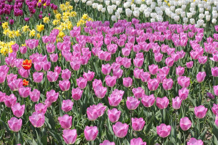 Many purple tulips in park. Macro photo of violet tulips. Spring blossom. Lilac flowers after rain with rain dropsの写真素材