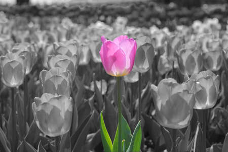 Pink tulip against black and white background. concept: stand out, be originalの写真素材