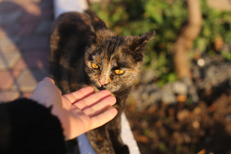 A hand strokes a cat on an autumn street. Tricolor cat with yellow eyes. love to animals concept .の写真素材