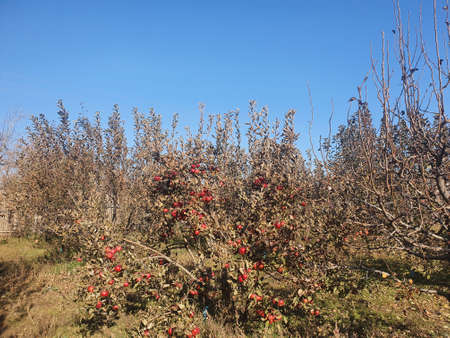 Red apples on a tree. apple orchard. apple tree garden in autumnの写真素材