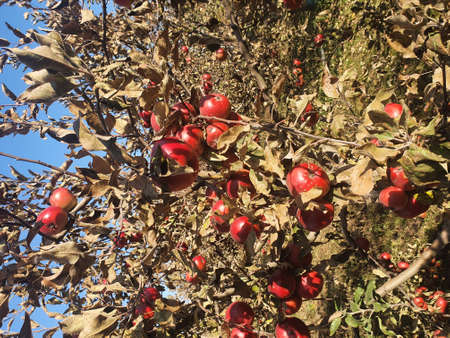 Red apples on a tree. apple orchard. apple tree garden in autumnの写真素材