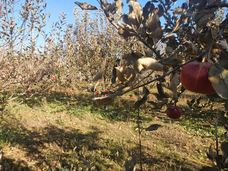 Red apples on a tree. apple orchard. apple tree garden in autumnの写真素材