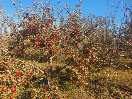 Red apples on a tree. apple orchard. apple tree garden in autumnの写真素材