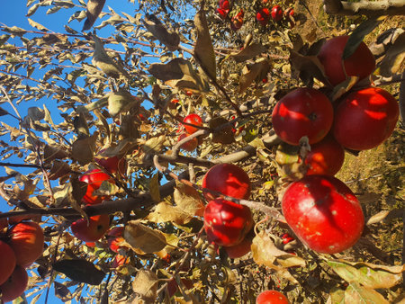 Red apples on a tree. apple orchard. apple tree garden in autumnの写真素材