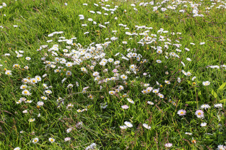 Chamomile flower field. Camomile in nature. Field of camomiles at sunny day at nature. Camomile daisy flowers in summer day. Chamomile flowers field wide background in sun lightの写真素材