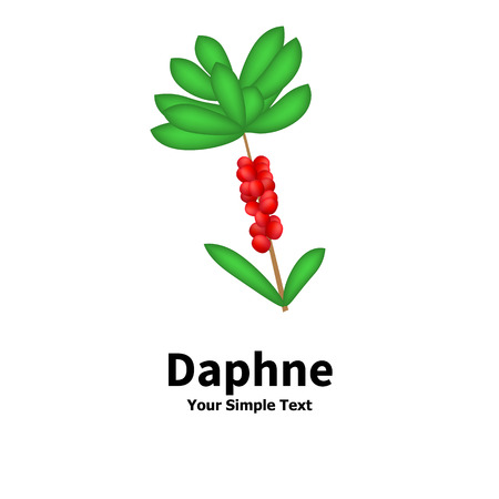 Vector illustration of a poisonous plant. Plant with poisonous berries Daphne. Isolated on white background.のイラスト素材