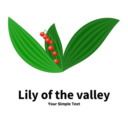 Vector illustration of a poisonous plant. Plant with poisonous berries lily of the valley. Isolated on white background.のイラスト素材
