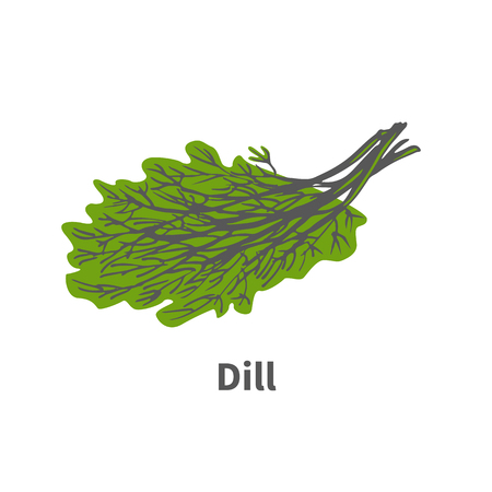 Vector illustration doodle sketch hand-drawn dill. Isolated on white background. The concept of harvesting. Vintage retro style. Plant tip of ripe green dill.のイラスト素材