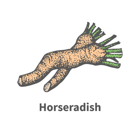 Vector illustration doodle sketch hand-drawn horseradish. Isolated on white background. The concept of harvesting. Vintage retro style. Sliced ripe horseradish root.のイラスト素材