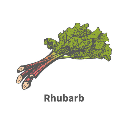 Vector illustration doodle sketch hand-drawn rhubarb. Isolated on white background. The concept of harvesting. Vintage retro style.のイラスト素材