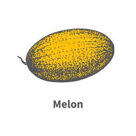 Vector illustration doodle sketch hand-drawn single juicy ripe yellow melon. Isolated on white background. The concept of harvesting. Vintage retro style.のイラスト素材