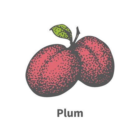 Vector illustration doodle sketch hand-drawn two juicy ripe red plum. Isolated on white background. The concept of harvesting. Vintage retro style. Ripe berry with leaves and branches.のイラスト素材