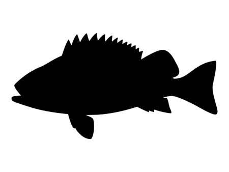 Vector illustration black silhouette of sea bassのイラスト素材