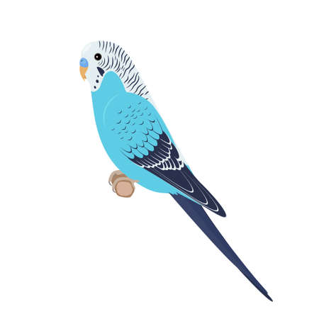 Budgie sitting on brunchのイラスト素材