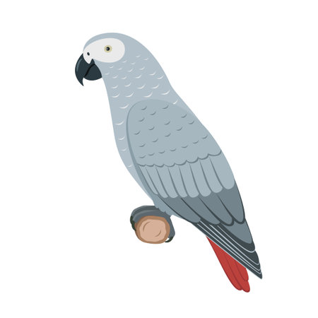 Vector jaco parrotのイラスト素材