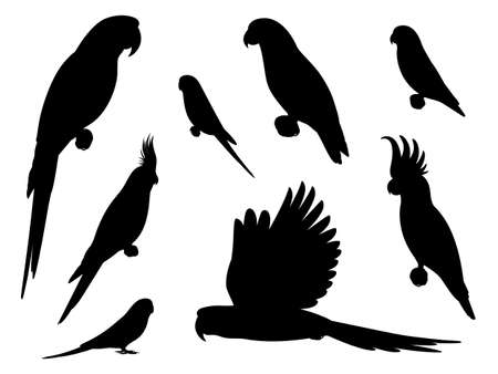 Set of silhouette parrotsのイラスト素材