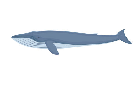 Vector Blue Whaleのイラスト素材