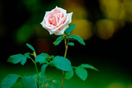rose with green blurred background with room for text.の写真素材